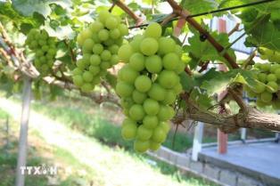 Vietnamese agribusinesses need to be empowered for green growth
