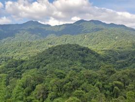 Carbon market development accelerated