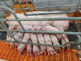 Livestock companies flourish amid African swine fever crisis
