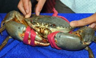 VN crab cash flows in as exports snap decade record