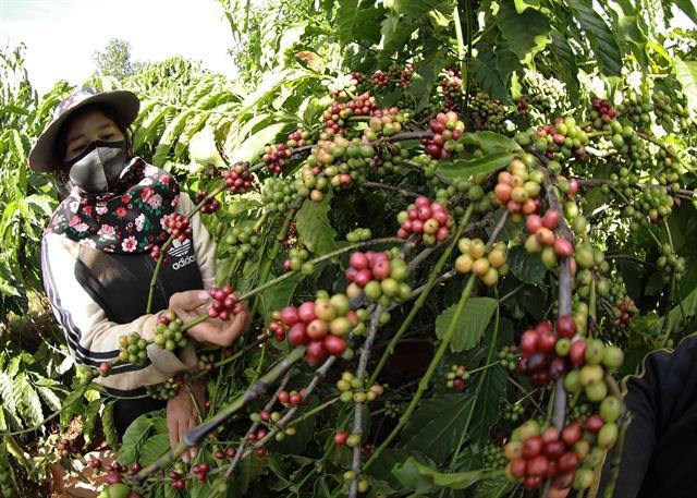 Sustainable production critical for Vietnamese coffee to consolidate its foothold in the UK market