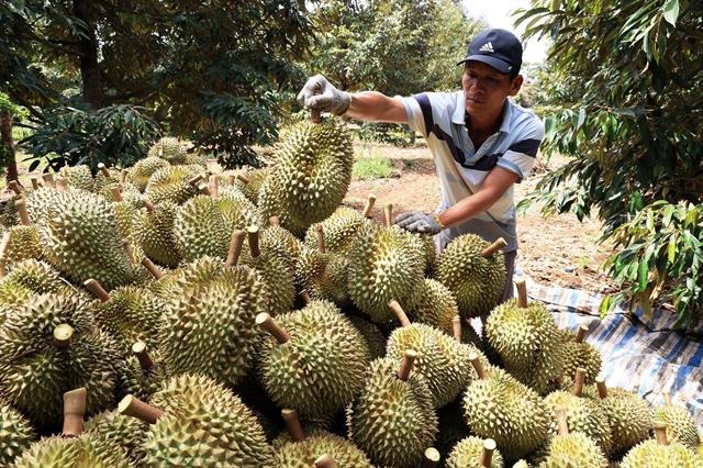 Fruit exports poised to earn record revenue