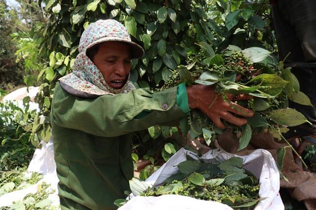 Pepper exporters push value added shift to reduce reliance on raw exports