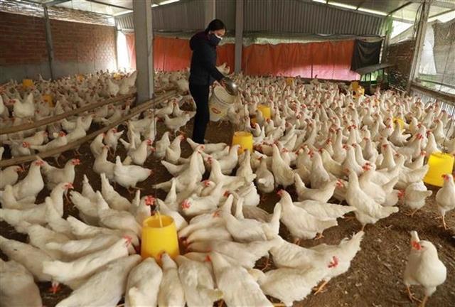Livestock exports hit 447.5 million in nine months
