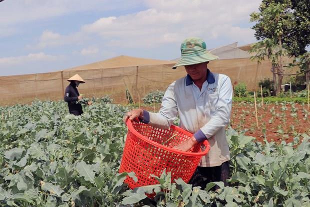 Lâm Đồngs agricultural product exports reach nearly 40 million 