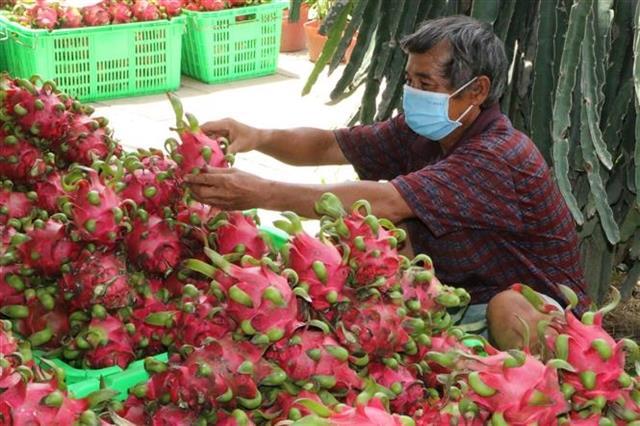 Việt Nam to diversify markets for agricultural products amid global trade shifts