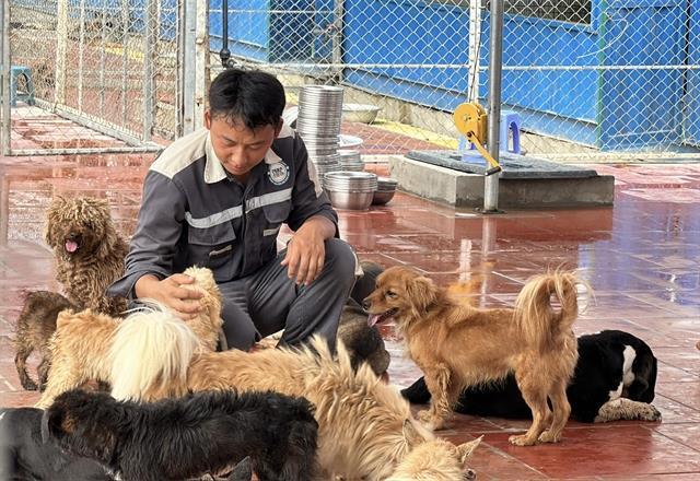 Home for abandoned dogs and cats