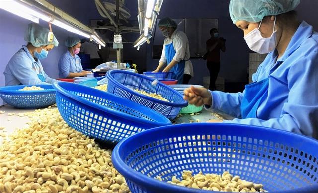 Việt Nam exported 195,600 tonnes of cashew nuts in four months