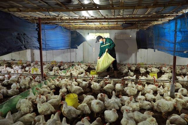 Poultry industry faces major challenges amid weak value chain linkages