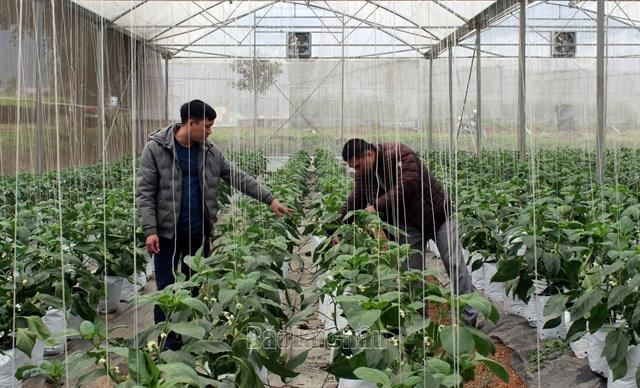 EU to send inspection delegation to VN over some agricultural exports