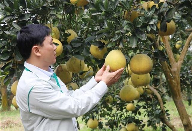 Australia opens market to fresh pomelo from Việt Nam after final risk assessment
