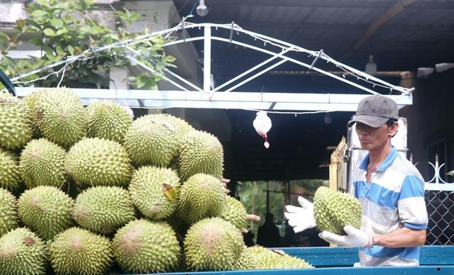 Việt Nam takes steps to address drop in durian exports to China