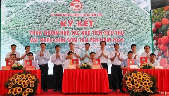 Bắc Giang promotes early lychee harvest, expands global exports