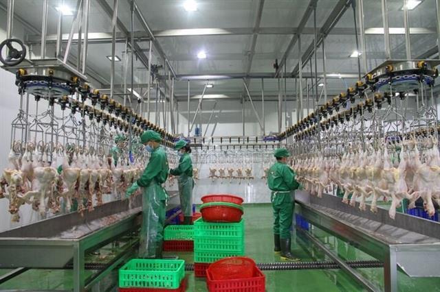 Tây Ninh aims to become southern Việt Nams high-tech livestock hub