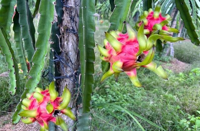 Administrative delays threaten export of Vietnamese agricultural products to the EU