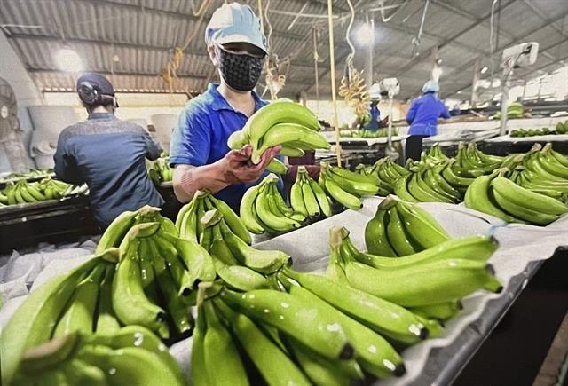 Banana exports poised to reach 4 billion in near future
