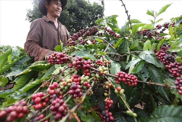 Exporters urge VAT exemption for green coffee beans and rice