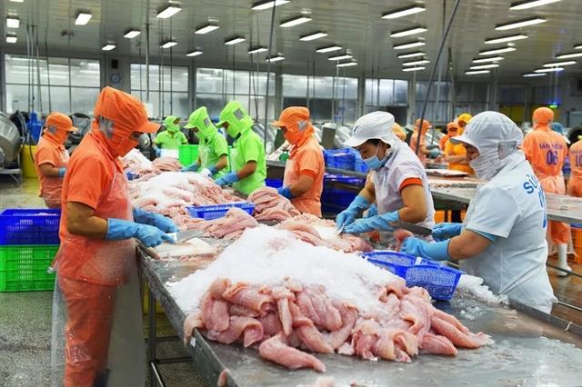Pangasius bites back Việt Nams fish faces home turf challenge
