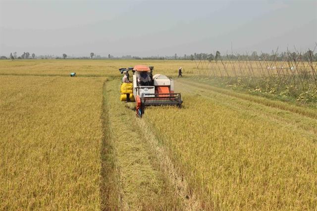Việt Nams rice race heats up with fresh push for quality gains