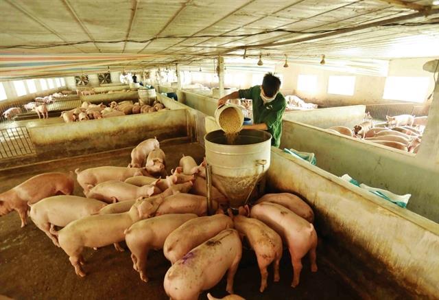 Cheap imports threaten sustainability of Việt Nams livestock industry