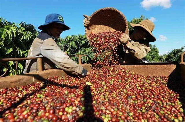 Việt Nams coffee industry spots opportunity amid rising global prices