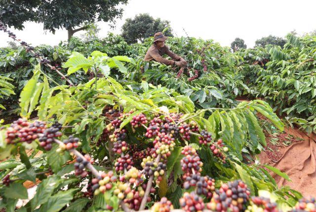 Agro-forestry-fishery exports rose by 14.7 per cent to reach 40 billion from January to July