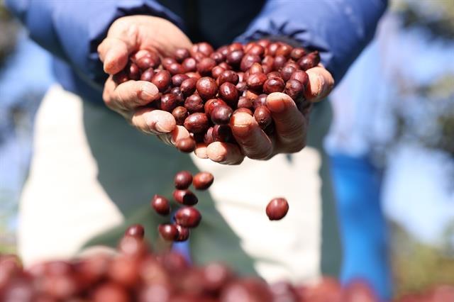 Coffee sector braces for EU Deforestation Law
