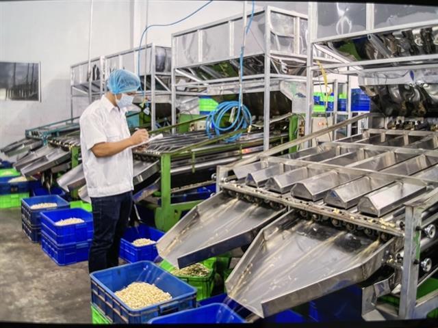 Cashew exports to China surge, overtaking the US as Việt Nams top market