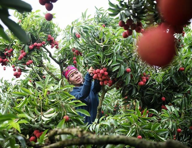Fruitful returns as lychee trade peels into new markets