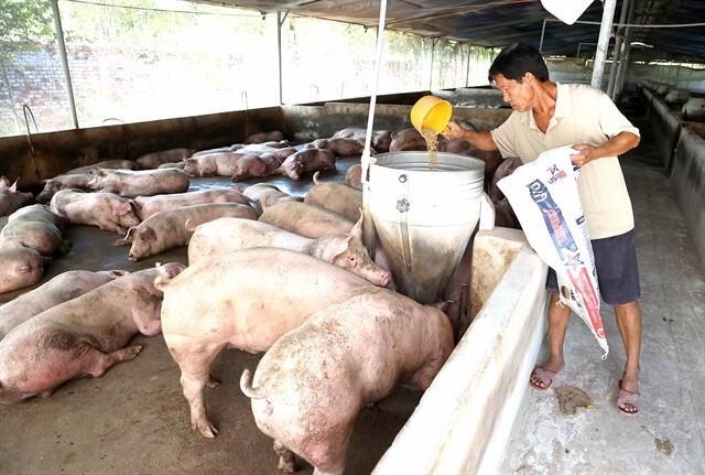 Soaring hog prices drive stock market gains