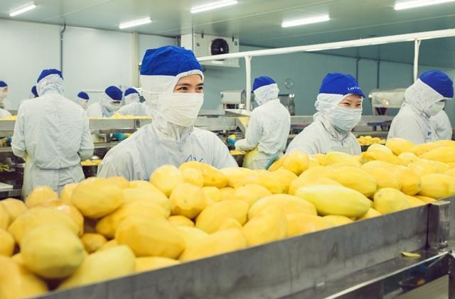 Tay Ninh approves 22m fruit factory