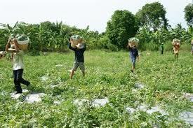 3 agricultural shows to be held in HCMC