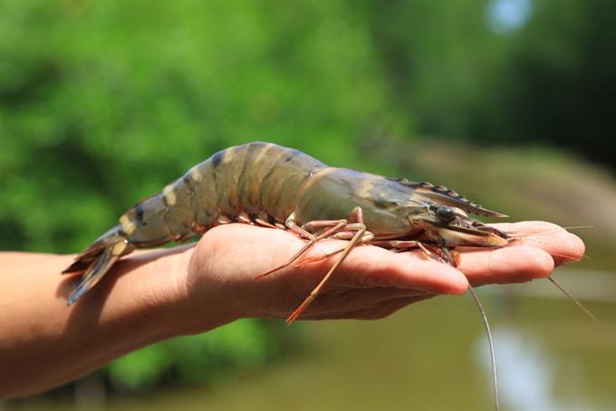 Minh Phu Seafood earns 35m pre-tax profit