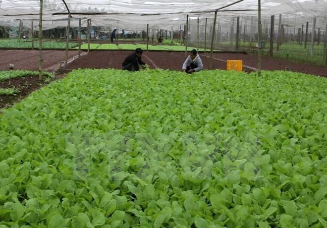 Food safety should be priority for local, export markets