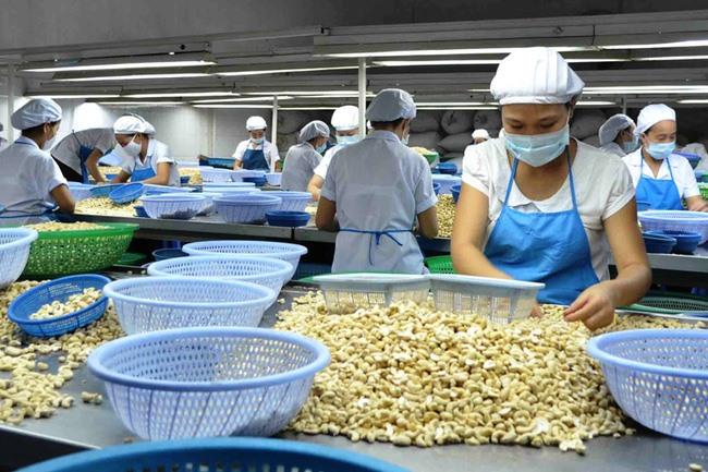 Local cashew industry to face challenges next year