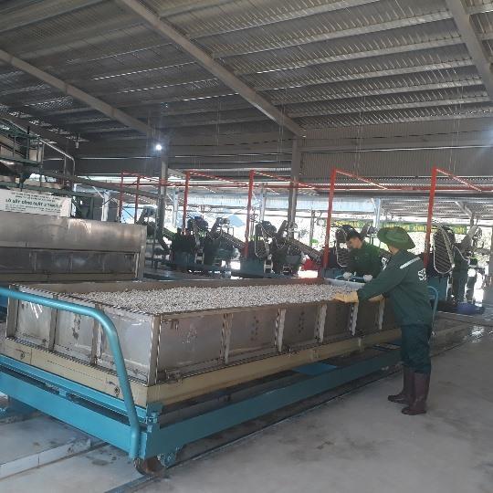 4.8m rubber latex processing plant opens in Son La