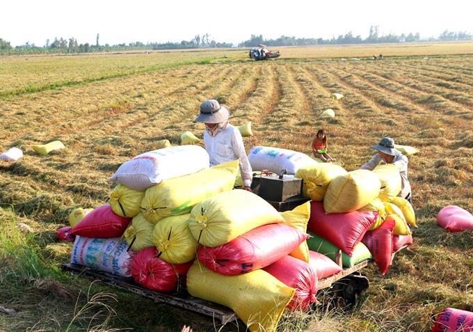 2018 rice export to hit 6m tonnes