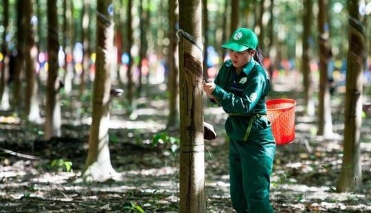 Viet Nam Rubber Group eyes profit rise