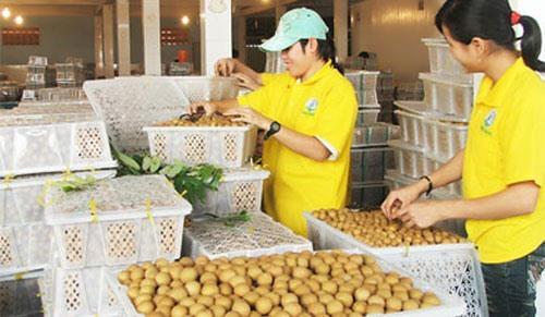 VN may export longans to Australia in 2019