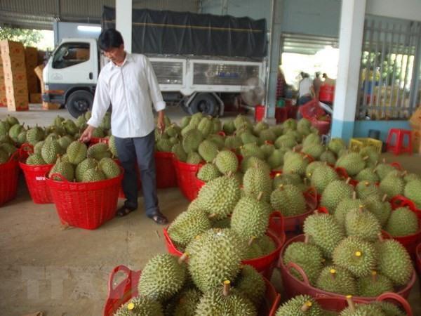 Durian shortage torments Ben Tre
