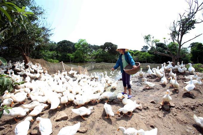 VAT plan would hit household welfare: VEPR