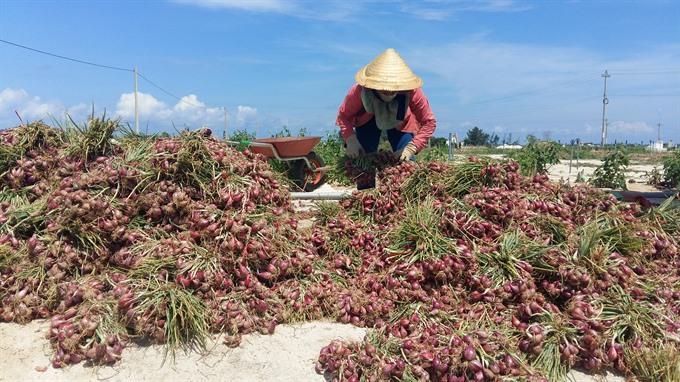 Ly Son Islands break Japan market