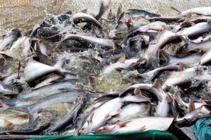 WTO panel set up to settle VN-US fish fillet export dispute