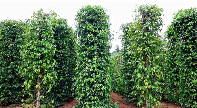Pepper prices fall sharply in Phu Quoc