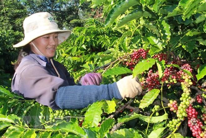 Viet Nam exports US3.5 billion worth of coffee in 2018