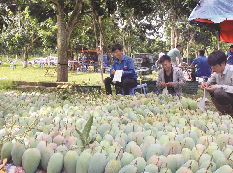 Son La mangoes exported to demanding markets
