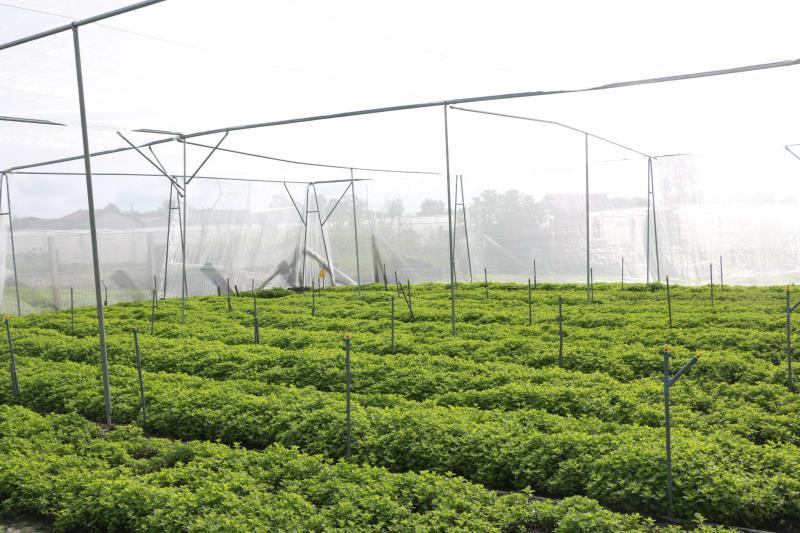 Long An district eyes brand name for vegetables: seminar