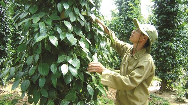 Pepper price to remain low this year