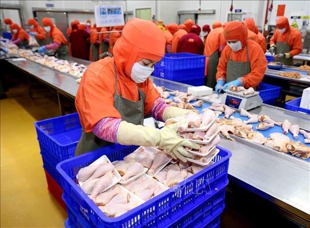 Russia to import Viet Nams processed chicken