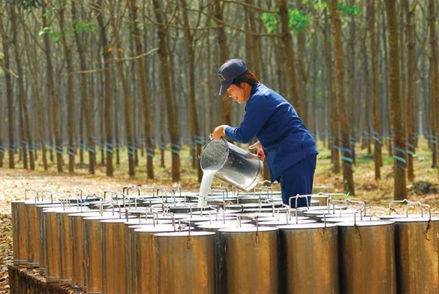 VinaCapital becomes major shareholder of Phuoc Hoa Rubber